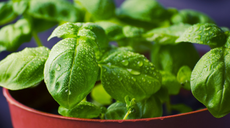 Basil (herb)