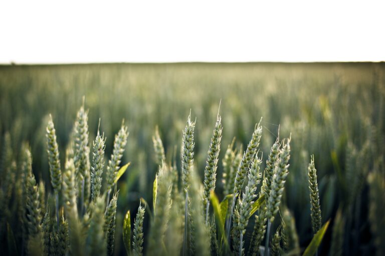Cover Crops