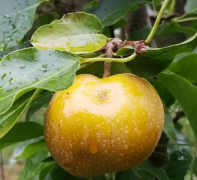 Asian Pear