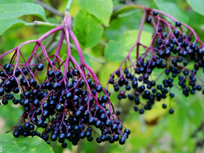 Elderberry