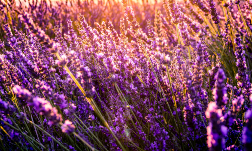 Lavender Field