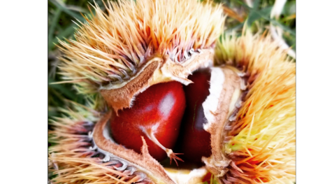 chestnuts