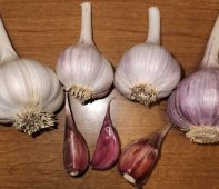 garlic
