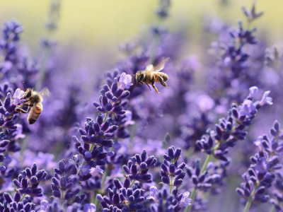 lavender
